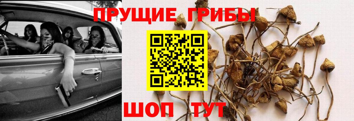 Псилоцибиновые грибы прущие грибы Нижнеудинск